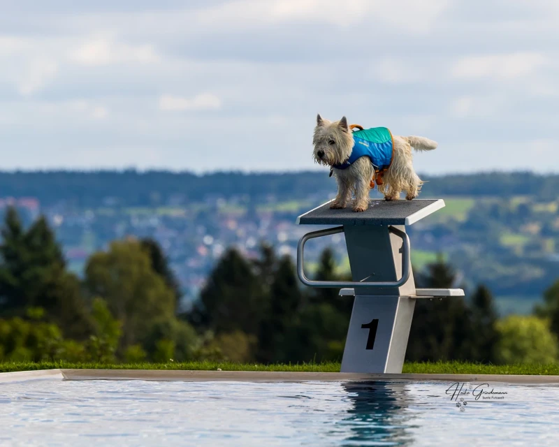 Ein kleiner Hund auf dem Startblock im Freibad